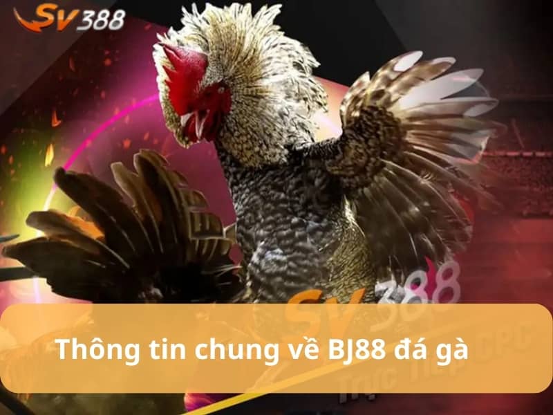 BJ88 đá gà mang tới những trận đá gà trực tiếp trên thế giới BJ88 đá gà mang tới những trận đá gà trực tiếp trên thế giới