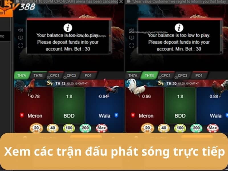 Xem và đặt cược các trận đá gà trực tiếp Xem và đặt cược các trận đá gà trực tiếp