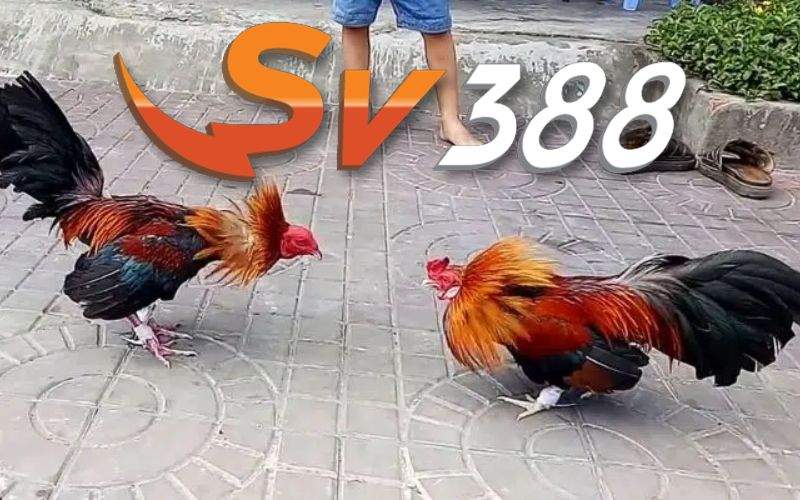 Đá gà tre có gì hấp dẫn Đá gà tre có gì hấp dẫn